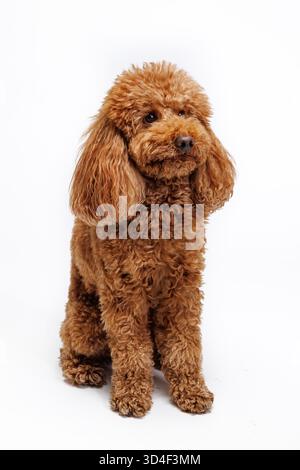 Roter Miniaturpudel. Porträt auf weißem Hintergrund. Hochwertige Fotos Stockfoto