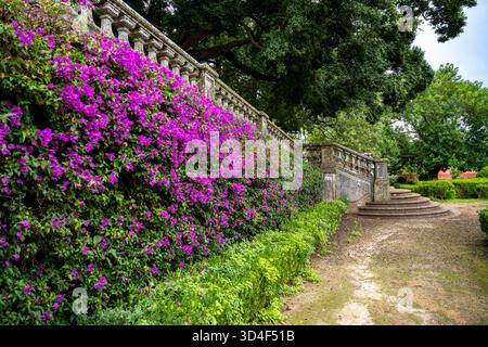 Eine Steintreppe führt neben einer Mauer, die mit violetten blühenden Weinstöcken und grünen Bäumen bedeckt ist, in einem Garten in Lissabon, Portugal. Fotografiert am 4. November 2 Stockfoto