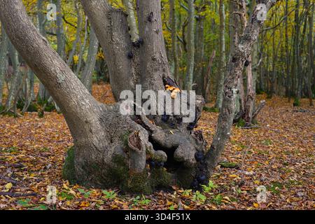 Der bole einer Asche in uralten Wäldern. Stockfoto