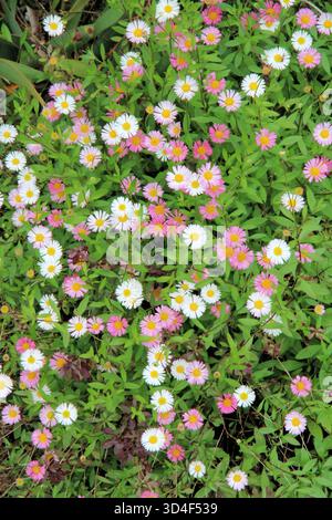 Nahaufnahme von Blumen und Blättern der Küstenmarie (Erigeron karvinskianus), Südaustralien Stockfoto