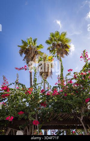 Puerto De La Cruz, Teneriffa, Kanarische Inseln, Spanien Stockfoto