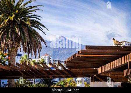 Puerto De La Cruz, Teneriffa, Kanarische Inseln, Spanien Stockfoto