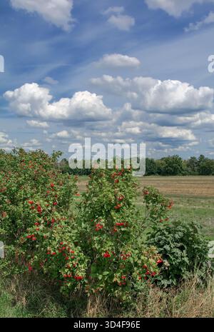 Gelderrose bzw. Viburnum opulus Beeren im Rheinland Stockfoto