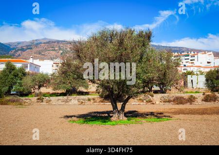Alte Olivenbaumstraße in Orgiva. Orgiva ist eine Stadt in der Region Alpujarras in der Provinz Granada in Andalusien, Spanien. Stockfoto