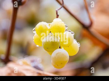 Ein Haufen weißer Trauben mit Wassertropfen im Herbst Stockfoto