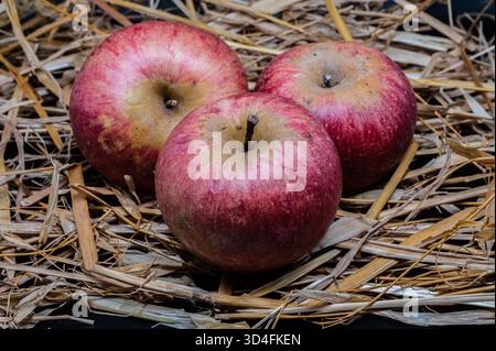Eine Komposition einer typischen herbstlichen Frucht, wie die Annurca-Äpfel aus Kampanien, die ihre Schönheit und Details unterstreicht. Stockfoto
