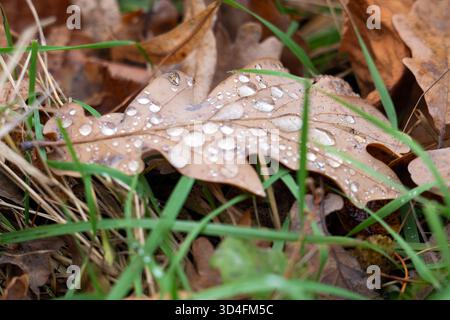 Herbsteichenblatt mit Wassertropfen im Gras Stockfoto