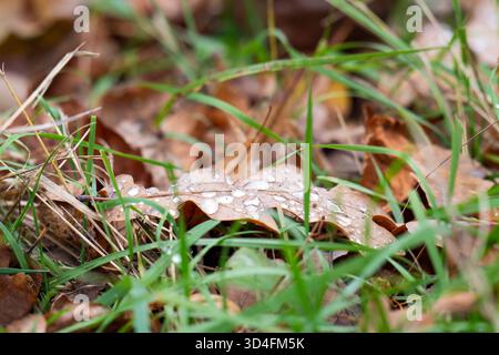 Herbsteichenblatt mit Wassertropfen im Gras Stockfoto