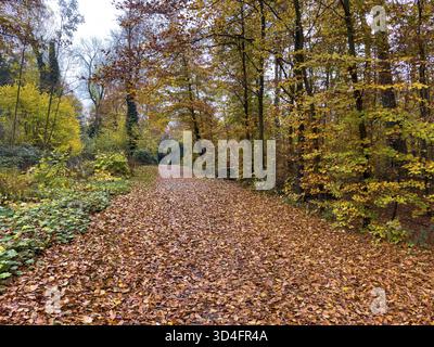 Weg komplett mit Blättern bedeckt Wanderweg durch Wald Wittringer Wald Naherholungsgebiet im Herbstwald, Deutschland Stockfoto