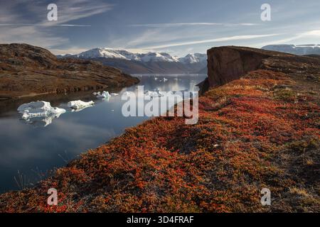 Eisberge, schneebedeckte Berge und herbstfarbene Alpenbeeren (Arctostaphylos alpinus) und arktische Weide oder arktische Weide (Salix arctica), Kais Stockfoto