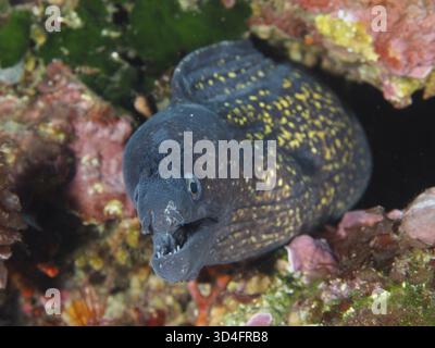 Mediterrane Muräne (Muraena helena) mit offener Öffnung versteckt im Riff im Mittelmeer bei Hyeres, Tauchplatz auf der Halbinsel Giens, Porquerolles, Stockfoto