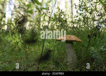 Pilz im grünen Waldgras, Schweden Stockfoto