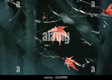 Blatt aus rotem Fächerahorn (Acer palmatum atropurpureum) in Hinterleuchtung, Bayern, Deutschland Stockfoto