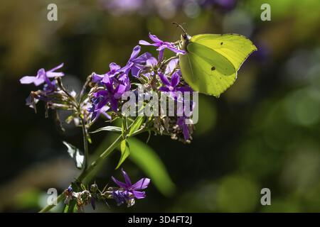Zitronenfalter (Gonepteryx rhamni) sitzt auf violetten Blüten einer Flamme oder Phlox, Finnland Stockfoto