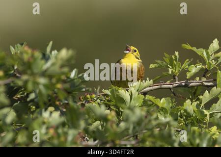 Yellowhammer (Emberiza citrinella) erwachsener männlicher Vogel singt in einer Hecke im Sommer, England, Vereinigtes Königreich Stockfoto