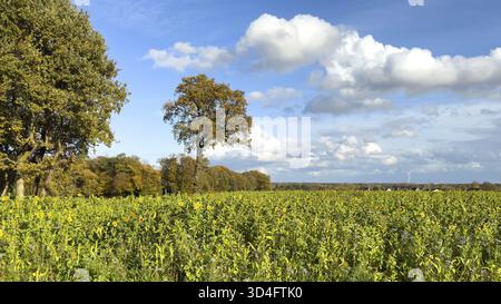Im Vordergrundfeld im Herbst am sonnigen Herbsttag mit Sonnenblumen (Helianthus) in voller Blüte und lila blühenden Disteln von schönen (p Stockfoto