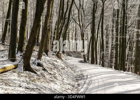 Ein kurviger, verschneite Waldweg führt durch den Winterwald nach Winterberg bei Eschenbruch in Nordrhein-Westfalen Stockfoto