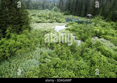 Naturschutzgebiet Zelenci in Slowenien. Bergfeuchtgebiete mit türkisfarbenem See, seltenen Pflanzen und Watvögeln. Drohnenansicht aus der Luft, Slowenien Stockfoto