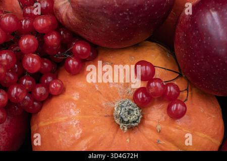 Kürbisse, Äpfel und Viburnum-Beeren im Herbst Stillleben, Thema der Bio-Ernte Stockfoto
