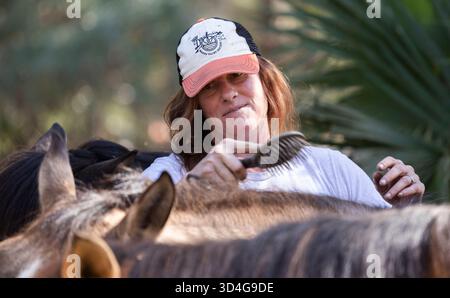 Reiten auf Marsh Tacky Horses auf Daufuskie Island. Stockfoto