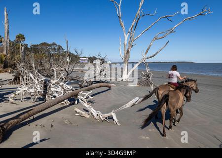 Reiten auf Marsh Tacky Horses auf Daufuskie Island. Stockfoto