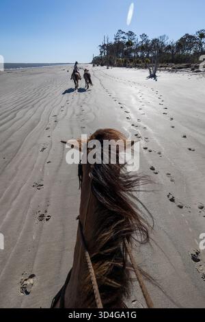 Reiten auf Marsh Tacky Horses auf Daufuskie Island. Stockfoto