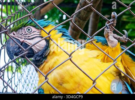 Blauer und gelber Ara, auch Blau und Gold genannt. Der ara arararauna ist ein großer neotropischer Papagei, der in der Savanne und in den tropischen Wäldern vorkommt. Stockfoto