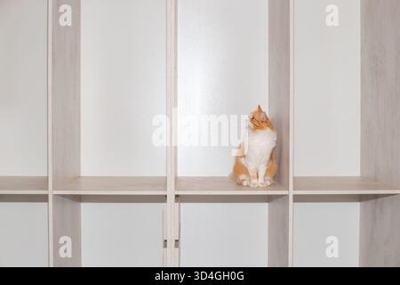 Ein süßer Ingwer und eine weiße Katze sitzt auf dem Regal eines hellen Schranks. Wohnraum. Stockfoto