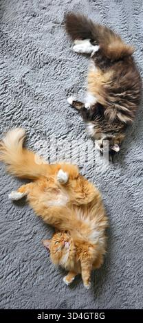 Zwei niedliche Katzen entspannen auf einem weichen grauen Teppich und zeigen ihre verspielte Natur und ihre komfortable Innenumgebung. Stockfoto