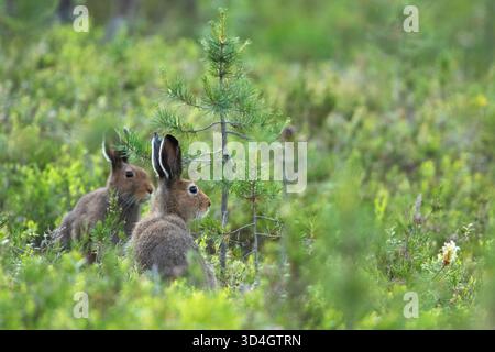 Der Berghase, Lepus timidus, der am Spätsommerabend zwischen Vegetation auf dem Boden in der finnischen Natur in der Nähe von Kuusamo, Nordfinnland, sitzt Stockfoto