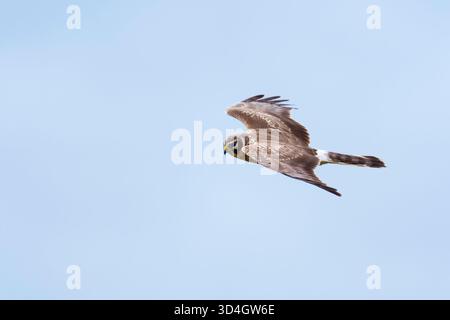 Henne Harrier Circus cyaneus, junger weiblicher gefiederter Vogel jagt über einem Gebiet von rauem Grasland, UK, November Stockfoto