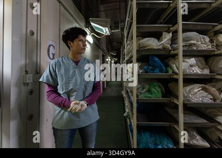 Die forensische Anthropologin Dragana Vucetic von der Internationalen Kommission für Vermisste (ICMP) versucht, die Überreste eines Opfers des Bosnienkrieges 1992–95 in Tuzla, Bosnien und Herzegowina zu identifizieren. Stockfoto