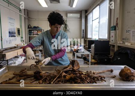 Die forensische Anthropologin Dragana Vucetic von der Internationalen Kommission für Vermisste (ICMP) versucht, die Überreste eines Opfers des Bosnienkrieges 1992–95 in Tuzla, Bosnien und Herzegowina zu identifizieren. Stockfoto