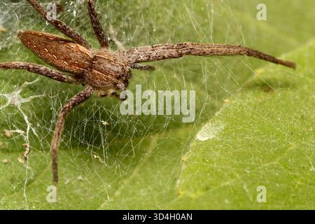 Nahaufnahme der amerikanischen Baumschule Web Spider, die zwei Beine vermisst Stockfoto
