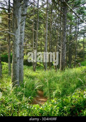 , Seal Rock, in der Nähe von Newport, Oregon, das Sonnenlicht durch hohe Kiefern filtert, erhellt einen gewundenen Wanderweg inmitten von lebhaftem grünem Gras und üppigem Grün Stockfoto