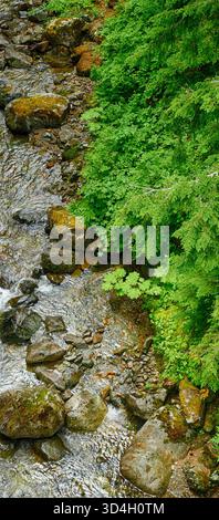 Kristallklares Wasser fließt durch moosige Felsen und üppige Vegetation in der Nähe eines ruhigen Baches und schafft eine ruhige Szene im Herzen des Mount Rainier Nation Stockfoto
