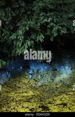 Kleiner Teich in einem Wald mit Reflexen von Nadelbäumen und einer Schicht hellgrüner Algen. Das Bild vermittelt die ruhige und kühle Atmosphäre Stockfoto