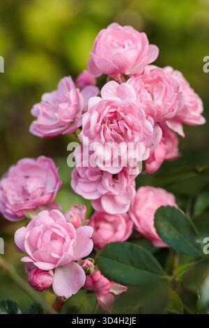 Eine Gruppe rosafarbener rosafarbener Blüten, die zusammen in warmem Sonnenlicht blühen. Die üppigen Blütenblätter und der natürliche grüne Hintergrund erinnern an Frische, Freude und Schönheit Stockfoto