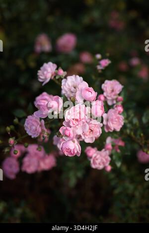 Kleine rosafarbene Multiflora-Blüten, die in sanfter Abendsonne blühen. Die warmen Goldtöne und der sanfte Fokus sorgen für eine ruhige und romantische florale Szene Stockfoto