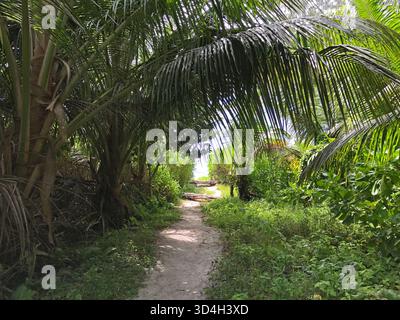 Landschaftsblick auf einen tropischen Fußweg, der durch dichte Dschungel-Vegetation und hohe Palmen zu einem Strand am Ende des Weges führt. Stockfoto