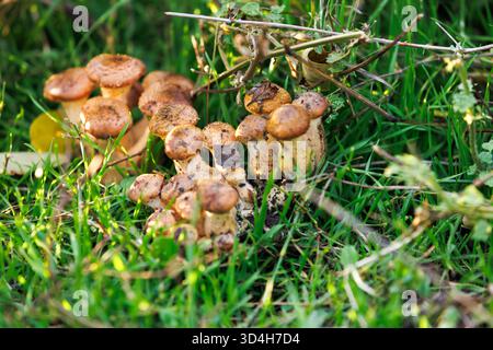 Honigpilze. Nahaufnahme einer Gruppe brauner Pilze, die im Gras unter Herbstlicht wachsen. Stockfoto
