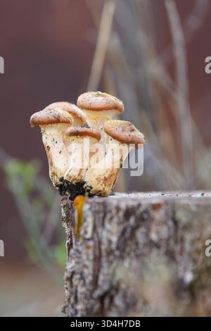 Kleine Pilzgruppe auf einem Baumstamm in weichem Licht. Junge Honigpilze, die im warmen Sonnenlicht auf einem gehäuften Baumstumpf wachsen. Symbolisches Bild der Herbstnatu Stockfoto