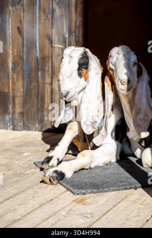 Porträt weißer nubischer Ziegen mit langen Ohren, Blick in die Kamera. Nahaufnahme des Wildtierkonzepts. Lustiges Gesicht lacht in der Sonne. Vertikales Foto Stockfoto