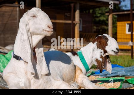 Porträt weißer nubischer Ziegen mit langen Ohren, Blick in die Kamera. Nahaufnahme des Wildtierkonzepts. Lustiges Gesicht lacht in der Sonne. Hochwertige Fotos Stockfoto