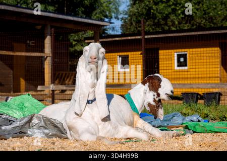 Porträt weißer nubischer Ziegen mit langen Ohren, Blick in die Kamera. Nahaufnahme des Wildtierkonzepts. Lustiges Gesicht lacht in der Sonne. Hochwertige Fotos Stockfoto