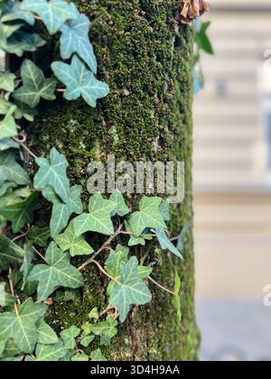 Nahaufnahme grüner Efeublätter, die auf einem moosbedeckten Baumstamm wachsen, im natürlichen Licht für botanische und ökologische Themen erfasst. Dieses Bild können wir sein Stockfoto