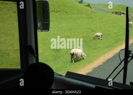 Schafe, die an der Landstraße weiden, vom Bus aus gesehen Stockfoto