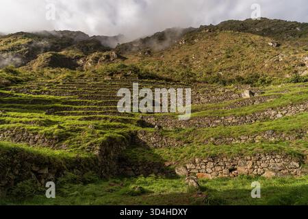 Landwirtschaftlich genutzte Terrassen der Inka, umgeben von Nebel und Berghängen. Wiñay Wayna, Region Cusco, Peru, 29.05.2025. Stockfoto