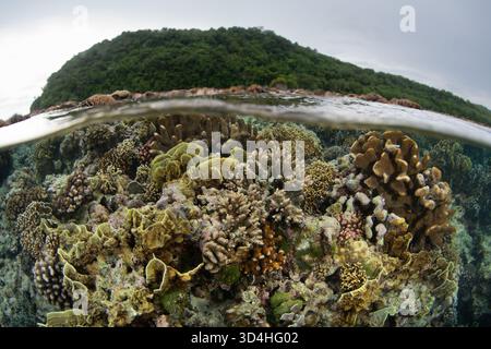 Korallen und Fische gedeihen an einem flachen Riff in Raja Ampat, Indonesien. Diese atemberaubende tropische Region bietet eine außergewöhnliche Artenvielfalt unter Wasser. Stockfoto