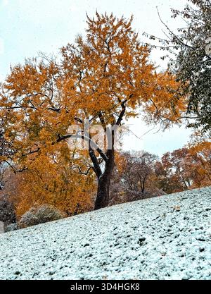 Ein Baum mit goldenen Blättern erhebt sich von einem schneebedeckten Hügel. Farbenfrohe Herbstbäume flankieren den Hintergrund in einer friedlichen saisonalen Landschaft. Stockfoto